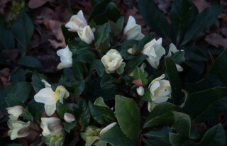 Helleborus Cinnamon Snow